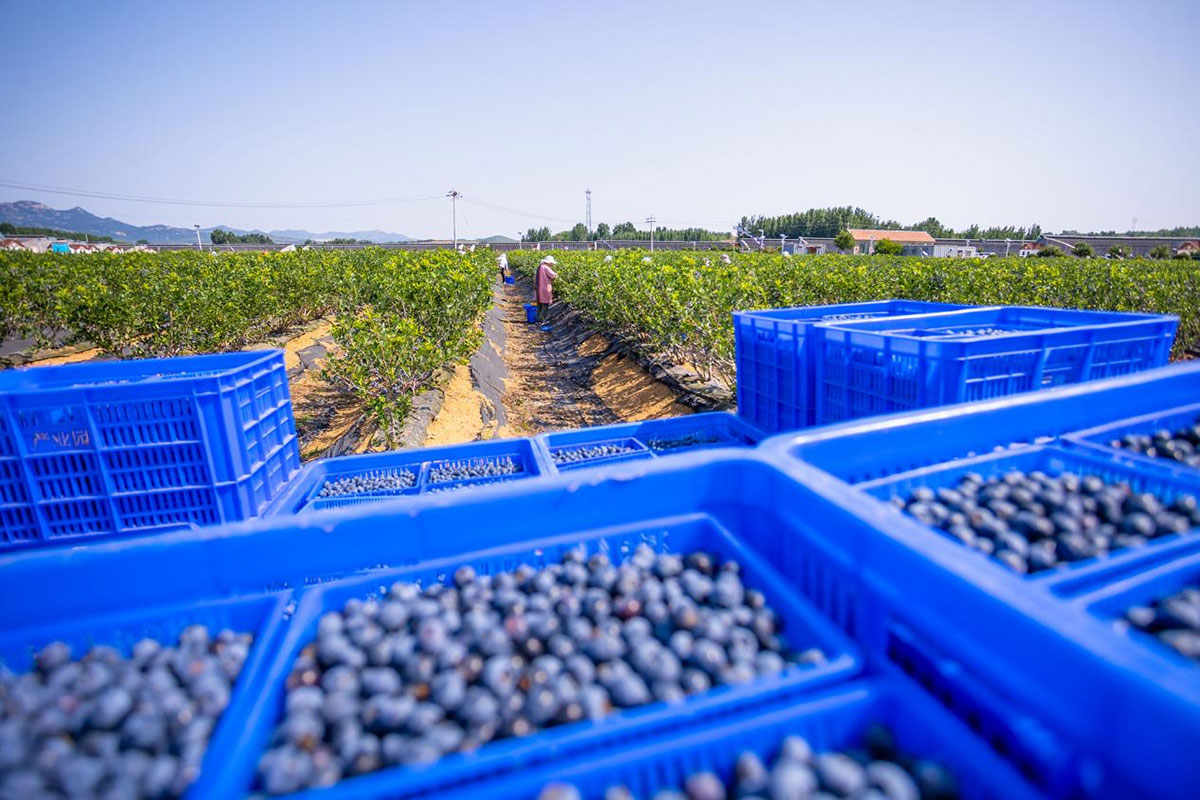 可行性研究报告《靖宇县蓝莓特色产业示范县创建项目》